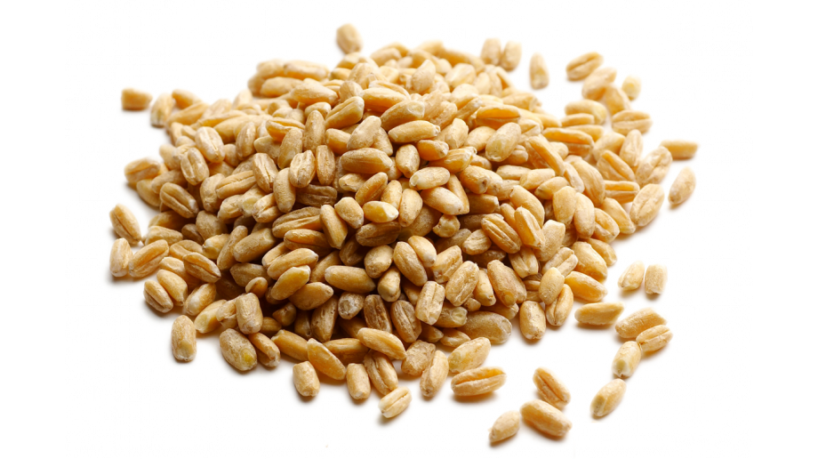 Plant-based proteins