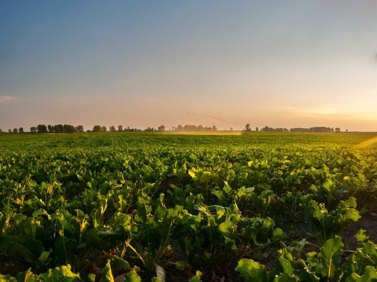 Sugar beet