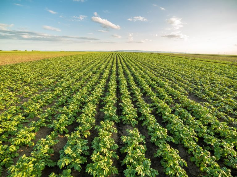 Potatoes